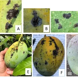 thumbnail for publication: Bacterial Black Spot (BBS) of Mango in Florida